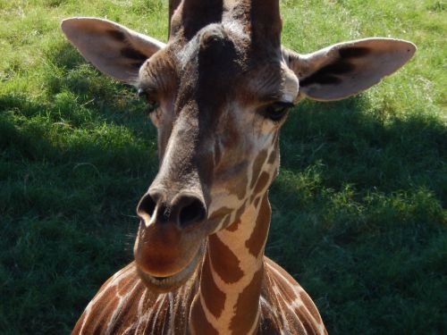 giraffe face animal