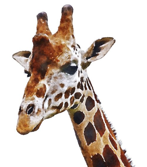 giraffe africa watercolor