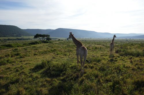giraffe kariega safari