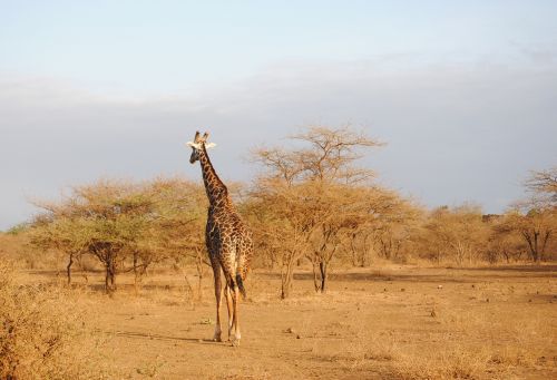 giraffe kenya tsavo