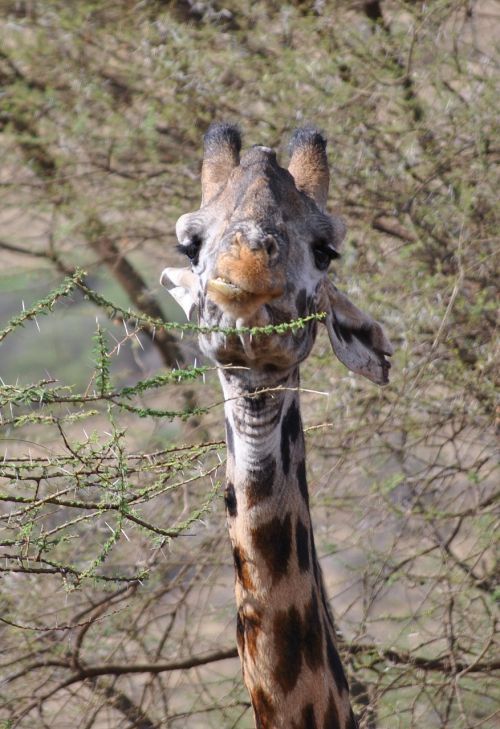 giraffe serengeti africa