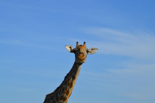 giraffe head africa