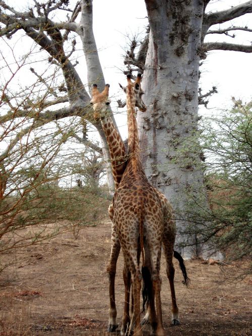 giraffe africa senegal