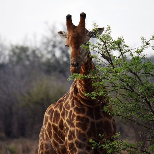 giraffe africa solo
