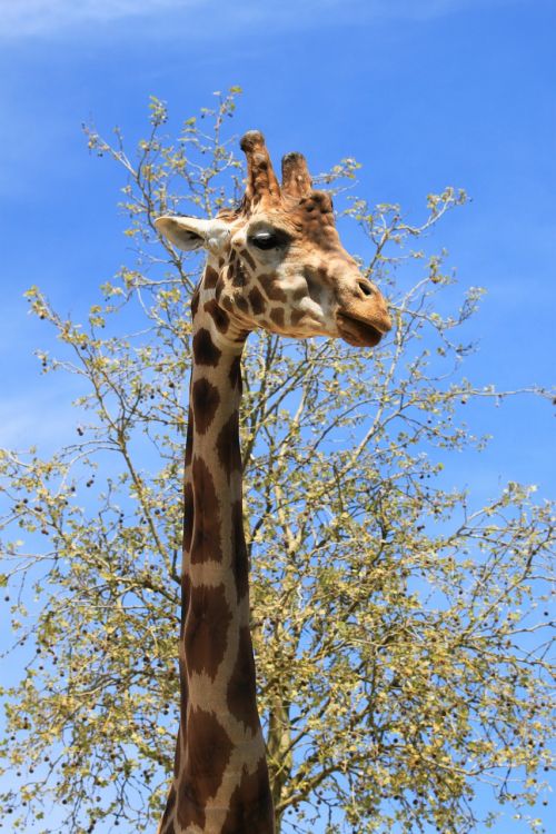 giraffe fauna beauvalle