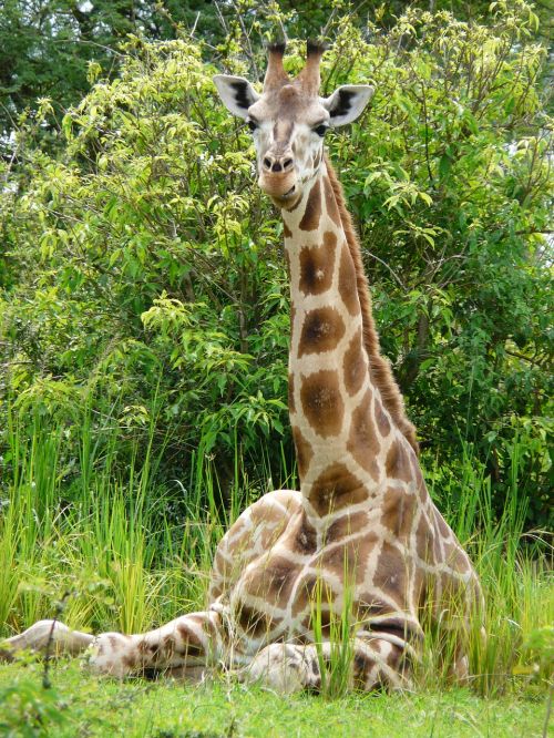 giraffe young african