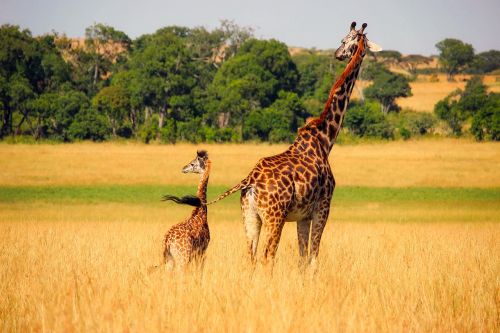 giraffe animals wildlife