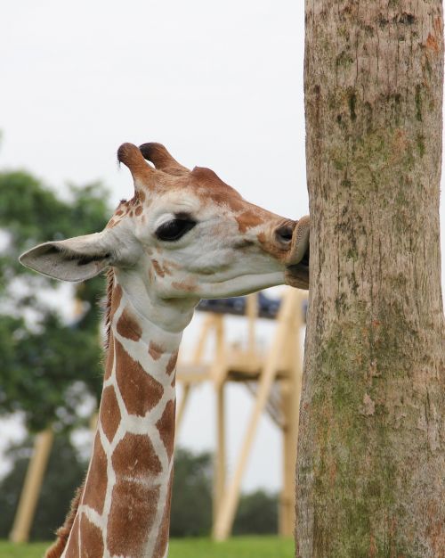 giraffe kiss giraffe and tree trunk