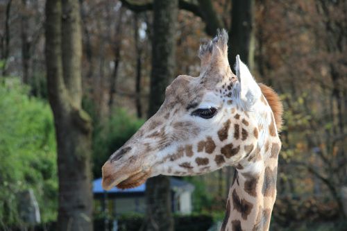 giraffe animals zoo