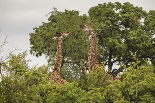 giraffe wildlife wild