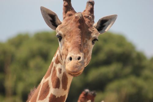 giraffe africa savannah