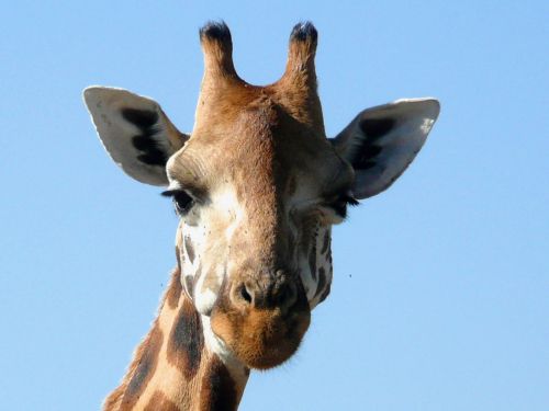 giraffe rothschild kenya