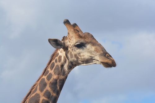 giraffe kruger national park safari