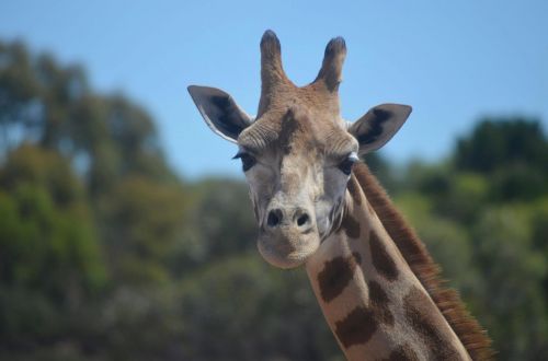 giraffe wildlife animal