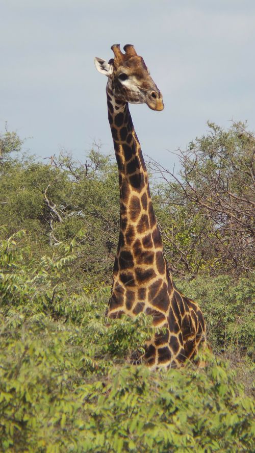 giraffe safari africa