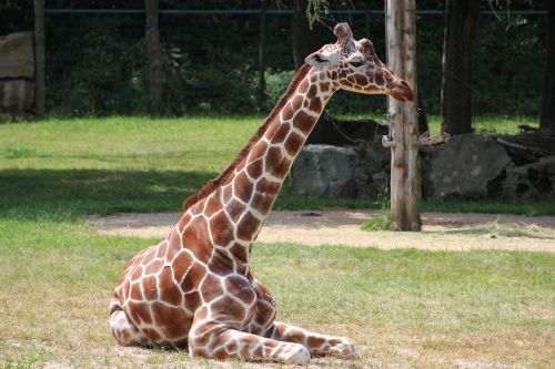 giraffe mammals animal