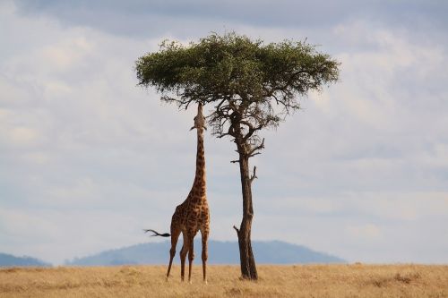 giraffe kenya africa
