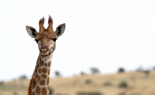 giraffe africa safari