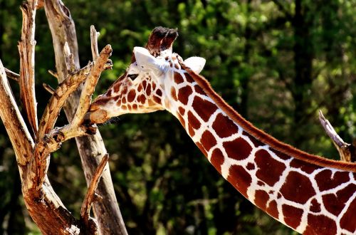 giraffe wild animal stains