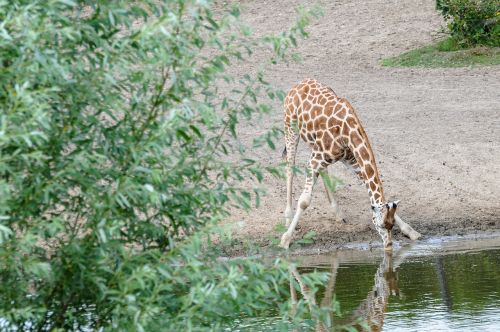 giraffe watering hole animal