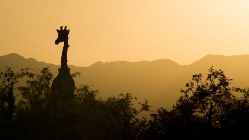 giraffe sunset yellow