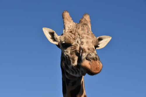 giraffe animal wildlife