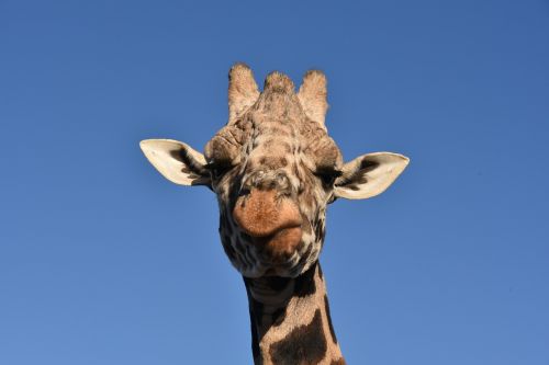 giraffe animal wildlife