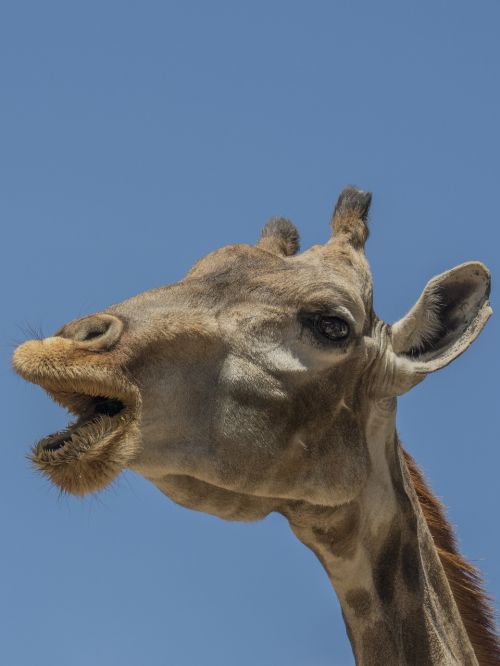 giraffe horns ruminate