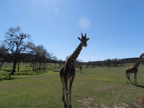 giraffe nature africa