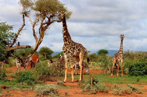 giraffe africa zebra