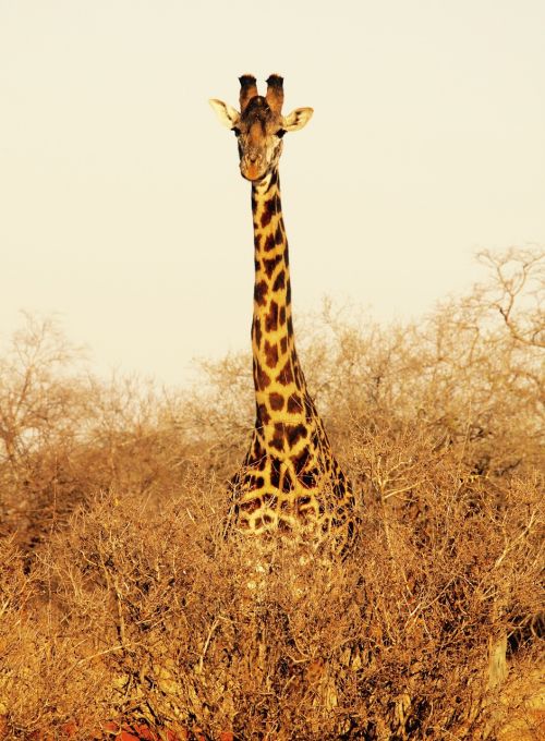 giraffe kenya tsavo west national park