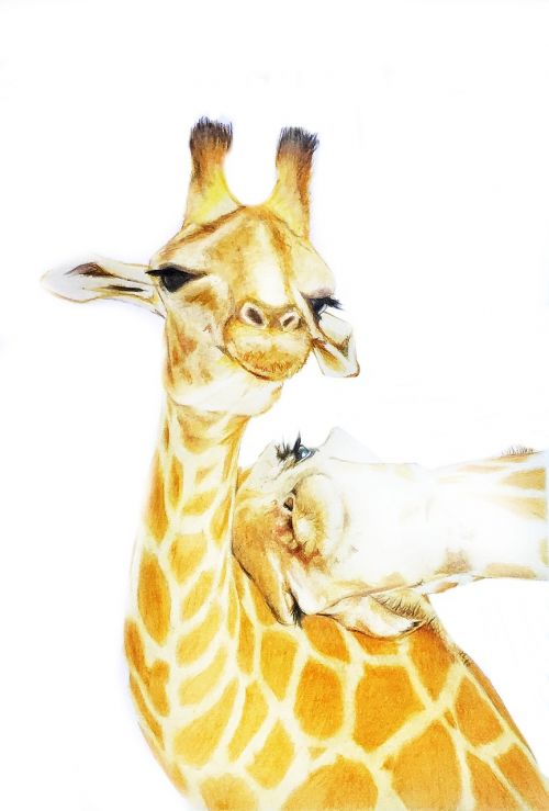 giraffe drawing animal