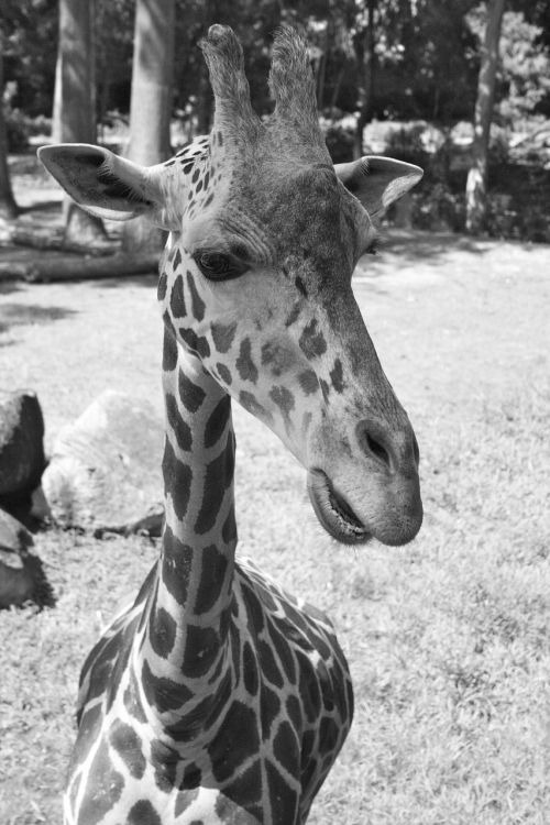 giraffe wildlife zoo