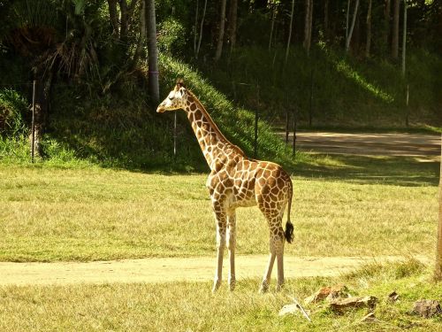 giraffe calf young