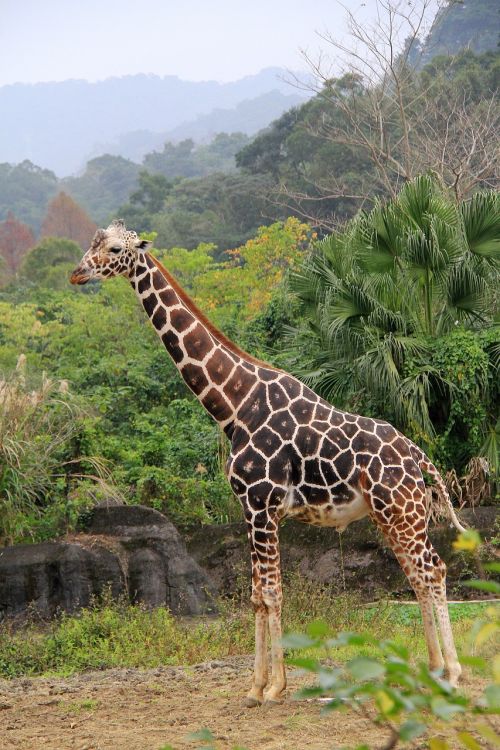 giraffe unicorn zoo