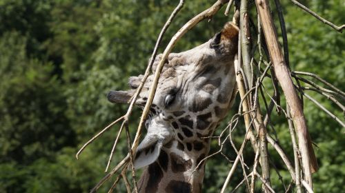 giraffe zoo wildlife photography