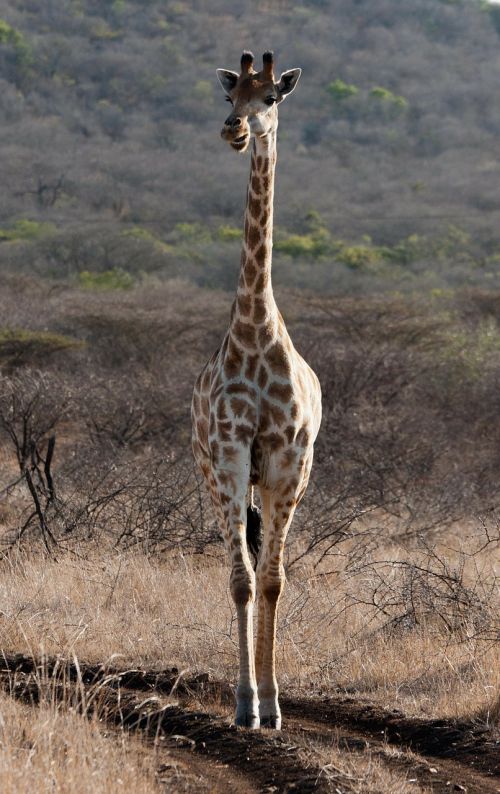 giraffe south africa savannah