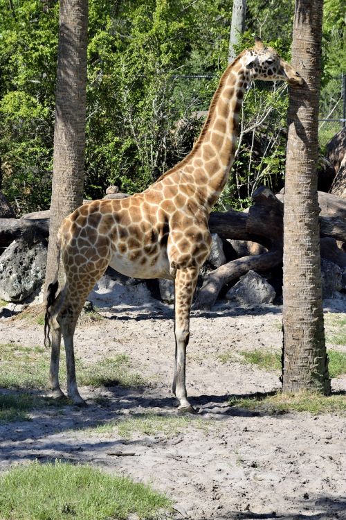 giraffe animal wildlife