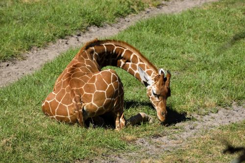 giraffe animal wildlife
