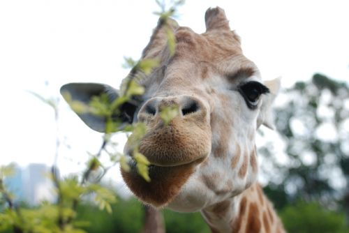 giraffe eat animal world