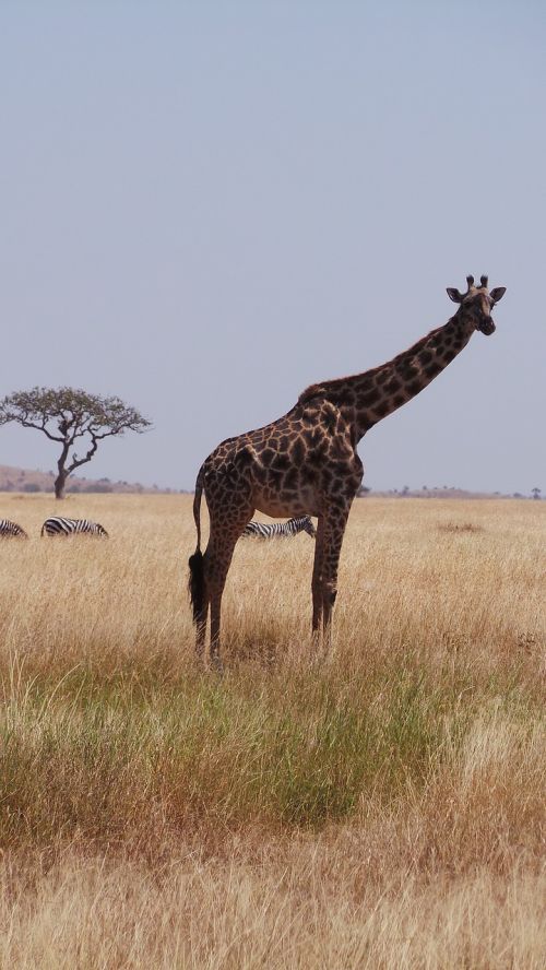giraffe africa savannah