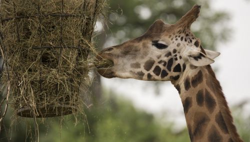 giraffe animals neck