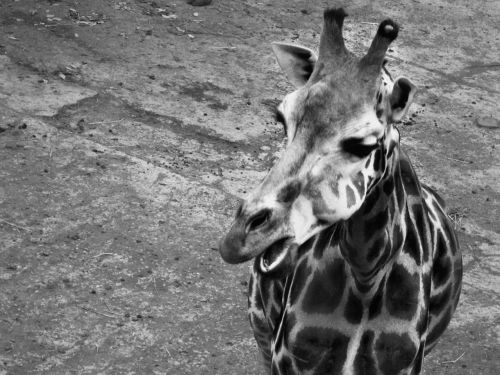 giraffe black the zoo