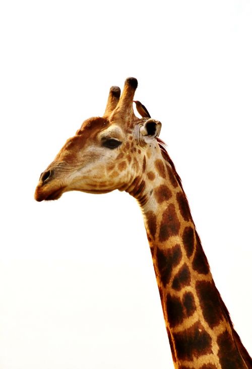 giraffe giraffe neck animal