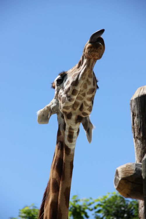 giraffe nature zoo