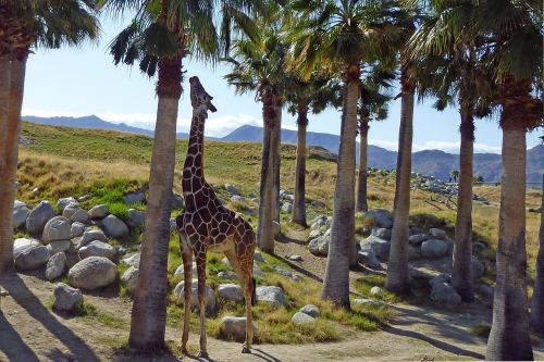 giraffe animal wildlife