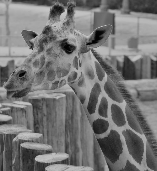 giraffe zoo neck
