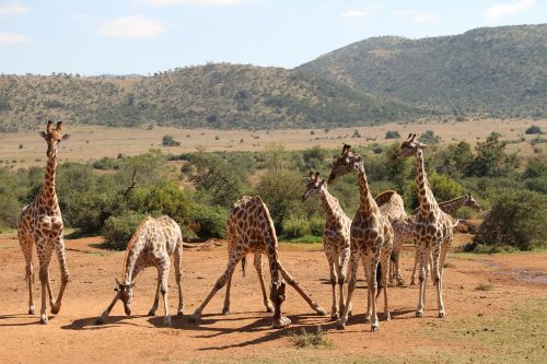 giraffe pilanesberg safari