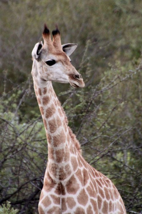giraffe neck animal