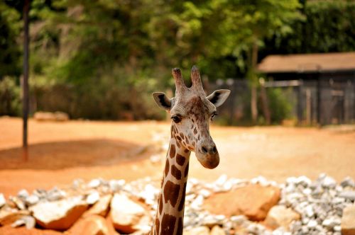 giraffe wildlife animal